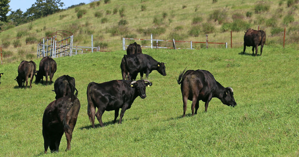 Reportage dans un élevage bovin de race japonaise Wagyu en Ille-et-Vilaine